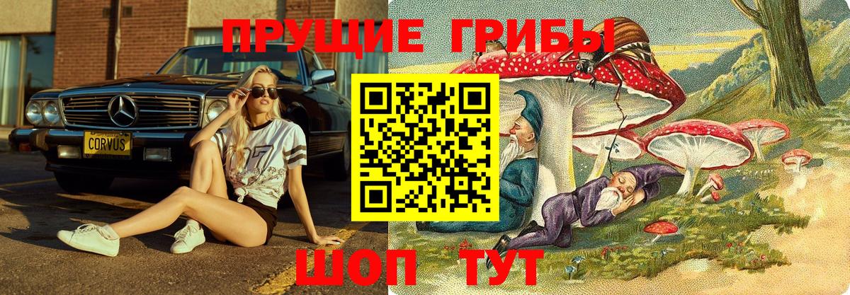 Псилоцибиновые грибы Psilocybe  Черкесск 